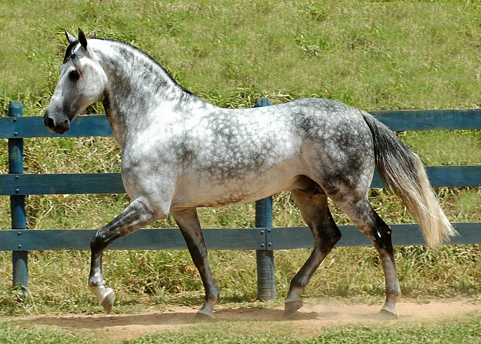 Hípica Linde: Compra y Venta de Caballos