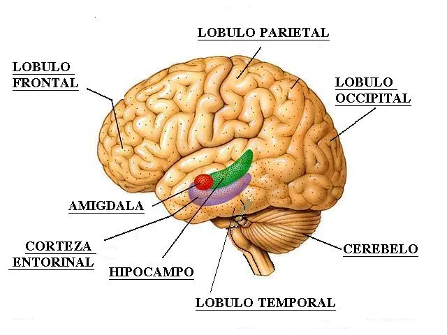 El hipocampo del cerebro juega un rol decisivo en la memoria ...