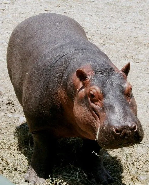 Hipopótamo bebé - Bioparque Estrella, Montemorelos México | Flickr ...