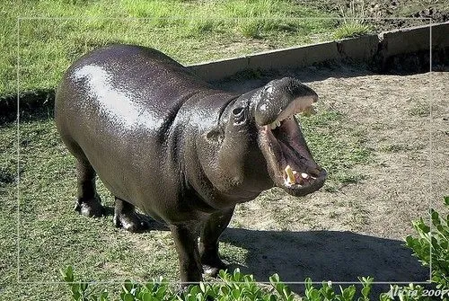 Hipopotamo pigmeo - Pygmy hippopotamus - a photo on Flickriver