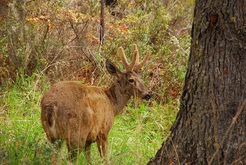 Hippocamelus bisulcus - Wikipedia, la enciclopedia libre