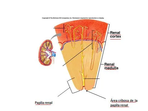 Histología Aparato Urinario | Histología USJT