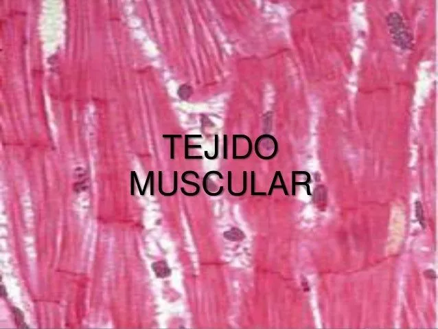 Histologia del musculo estriado, cardiaco y liso