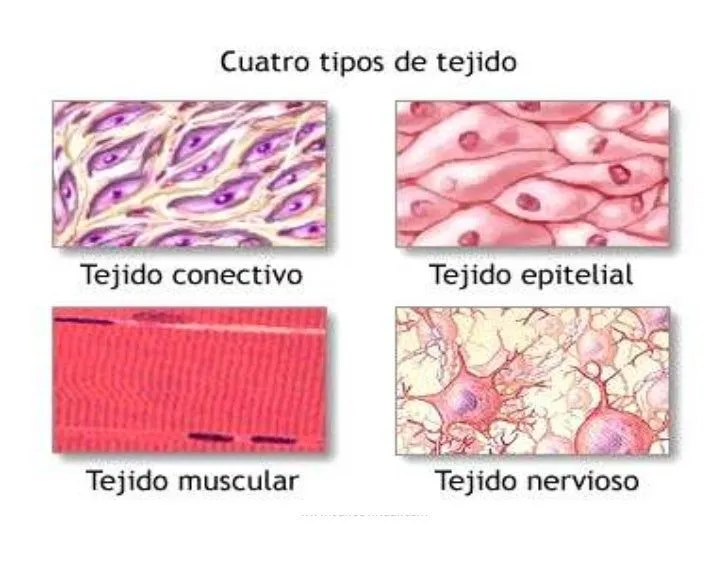 histologia-tejido-epitelial-4- ...