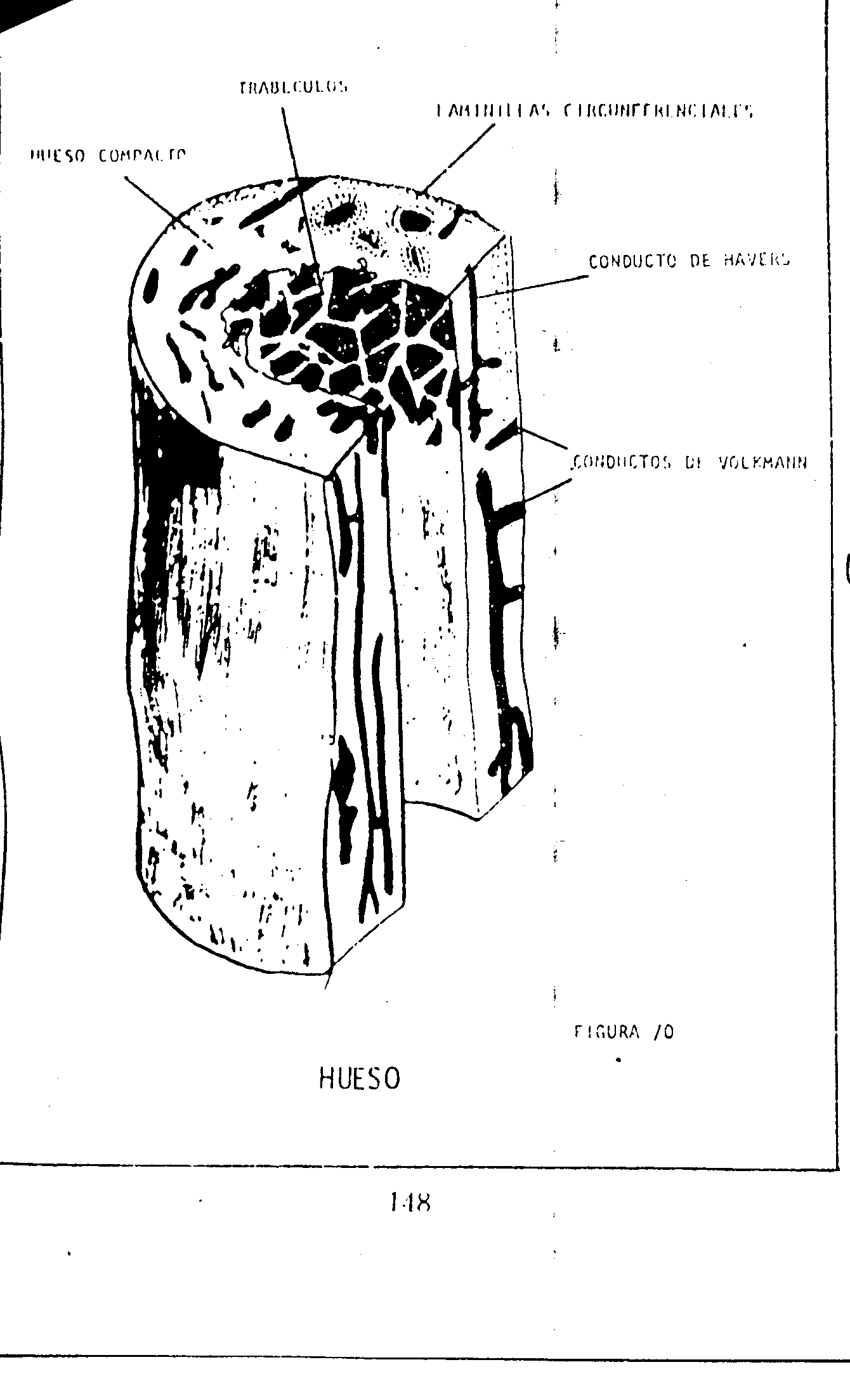 Histología del tejido óseo - Monografias.