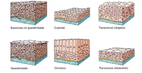 histología | Tumblr