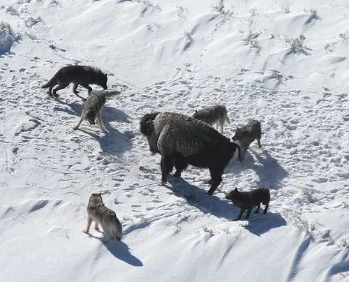 Historia de un Lobo | Cuentos Cortos