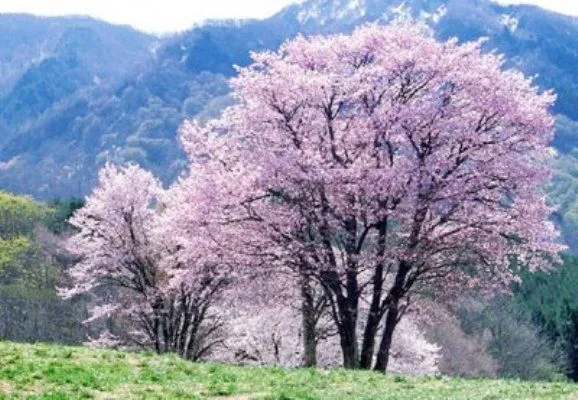 História de Nina: Cerejeiras em flor - Sakura