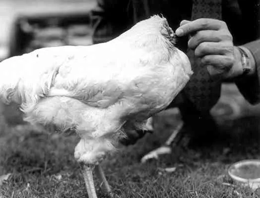 La historia del pollo Mike, “El gallo sin cabeza”. | Tejiendo el mundo