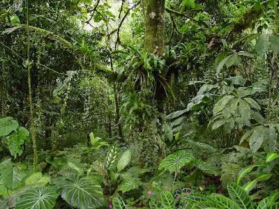 Las historias de Doncel: "Los pulmones de la Tierra": la ...