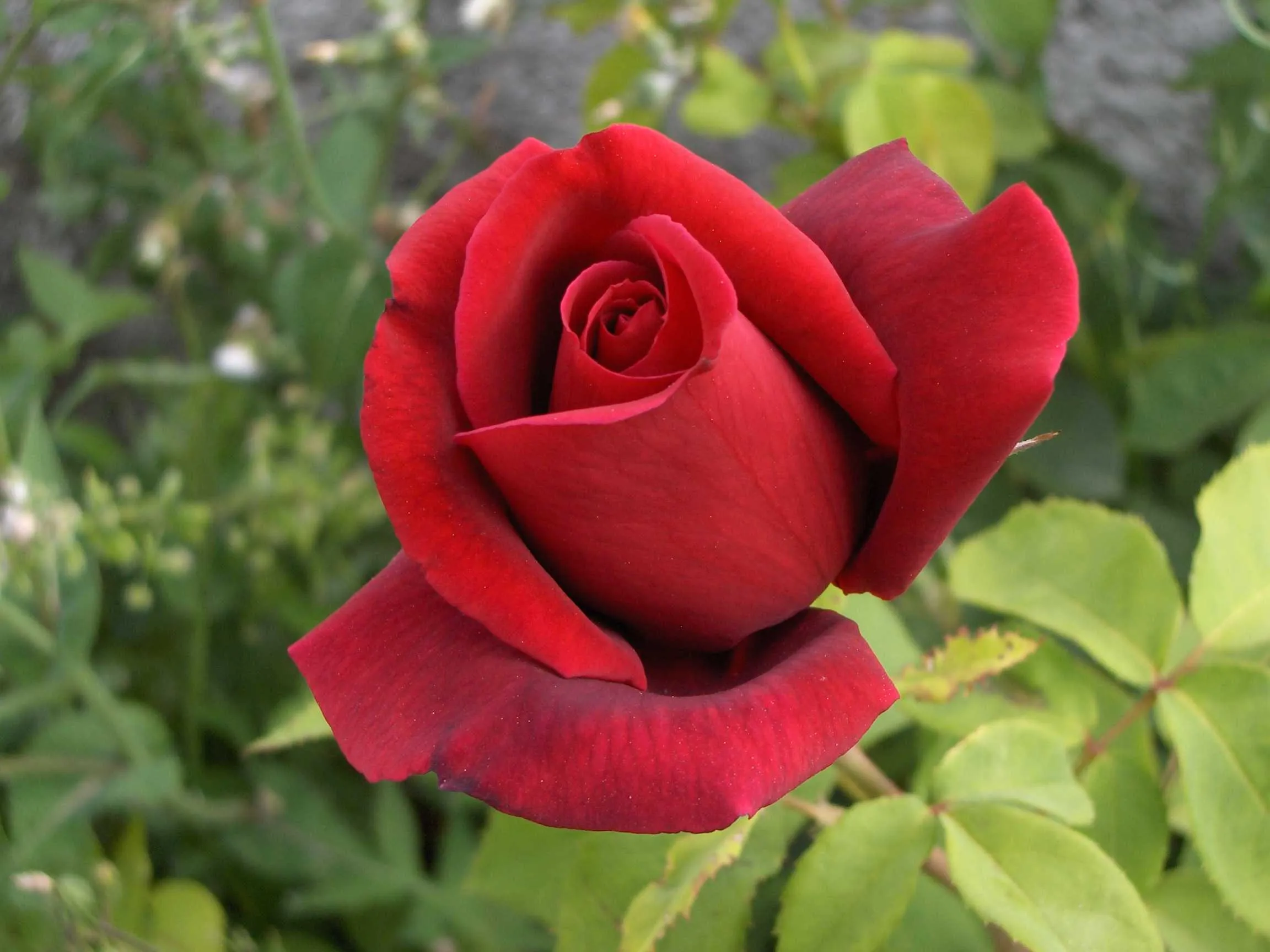 Historias - Una Rosa Hermosa - Suspiro de Amor x Kevin Vega ::..