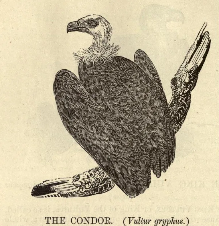 HISTORIAS ZOOLOGICAS: EL CONDOR ANDINO – Vultur gryphus ...