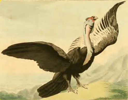 HISTORIAS ZOOLOGICAS: EL MENSAJERO DEL SOL - Cóndor Andino ...