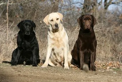 History Of The Labrador Retriever