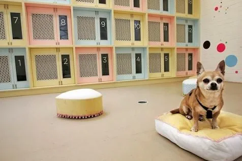 Tu Hobby online: Apertura de un ¡¡Hotel para perros en La Orotava!!