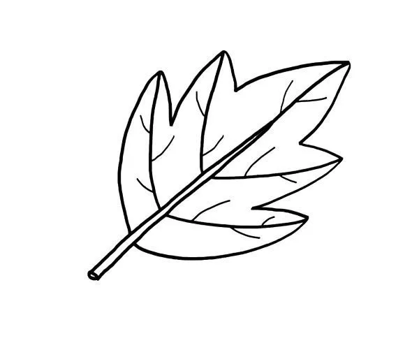 hoja de árbol: dibujo para colorear e imprimir