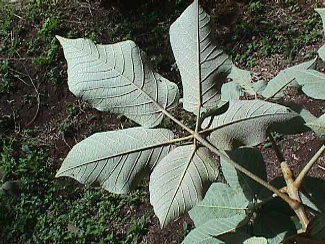 Tabebuia ochracea 30 Setiembre 1998