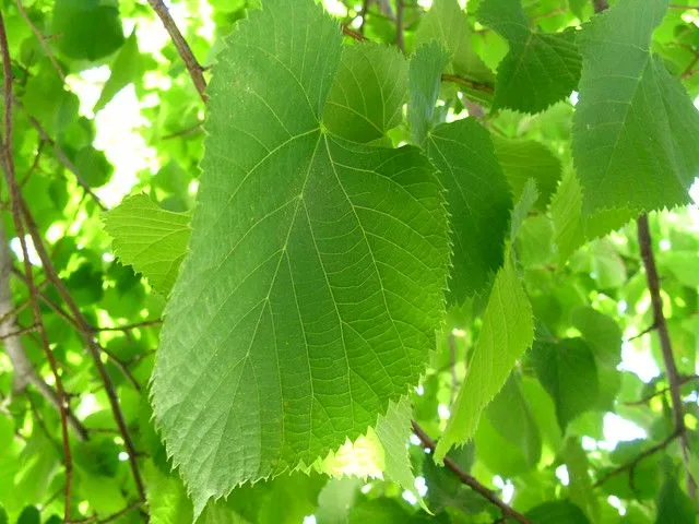 Hoja de Árbol de Tilo | Flickr - Photo Sharing!