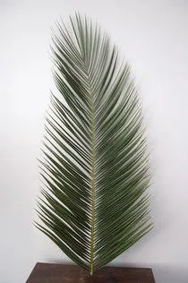 HOJA DE PALMERA