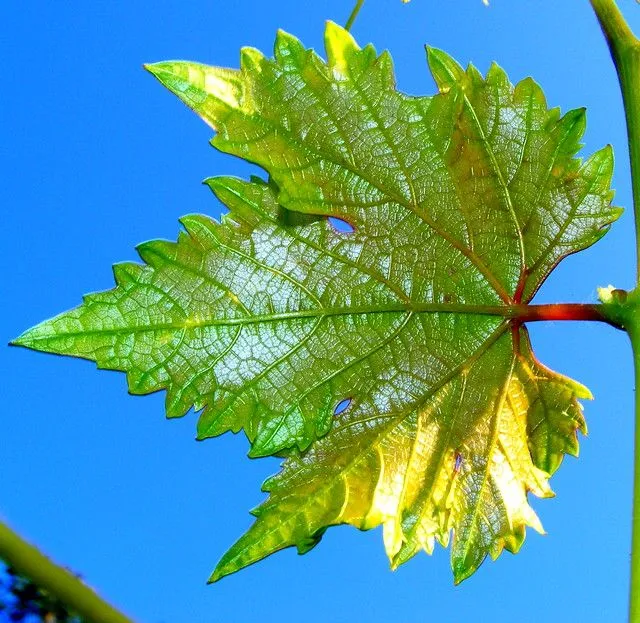 Hoja de parra | Flickr - Photo Sharing!