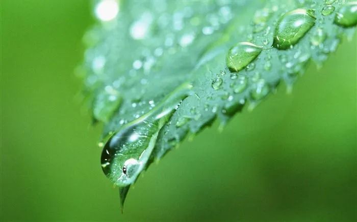 Hoja verde con las gotas de agua Fondos de alta definición #10 ...