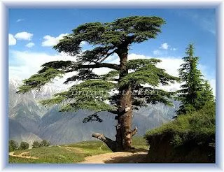 Hojas de Arbol: El árbol de cedro