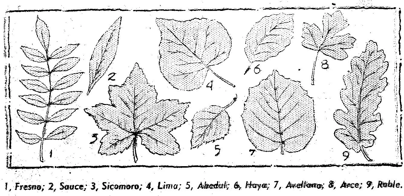 hojas de arboles como coleccionarlas 1 | Como hacer ...