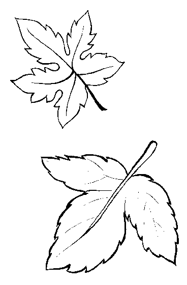 Hojas de arboles para dibujar - Imagui