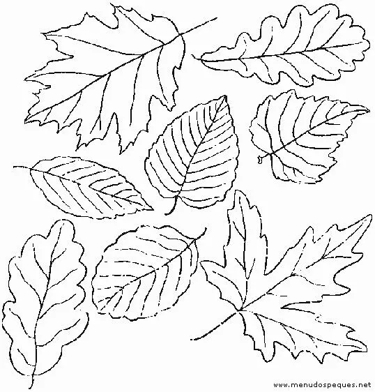 Dibujos hojas arbol - Imagui