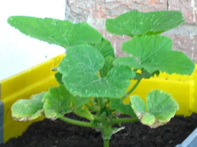 HOJAS DE CALABAZA MARILLAS - Foro de InfoJardín