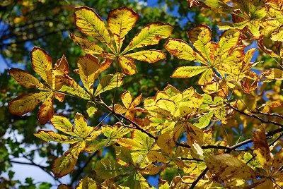 Hojas coloridas, árboles del otoño | Fotos, Banco de fotos, Galería ...