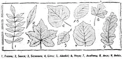 hojas-de-arboles-como- ...