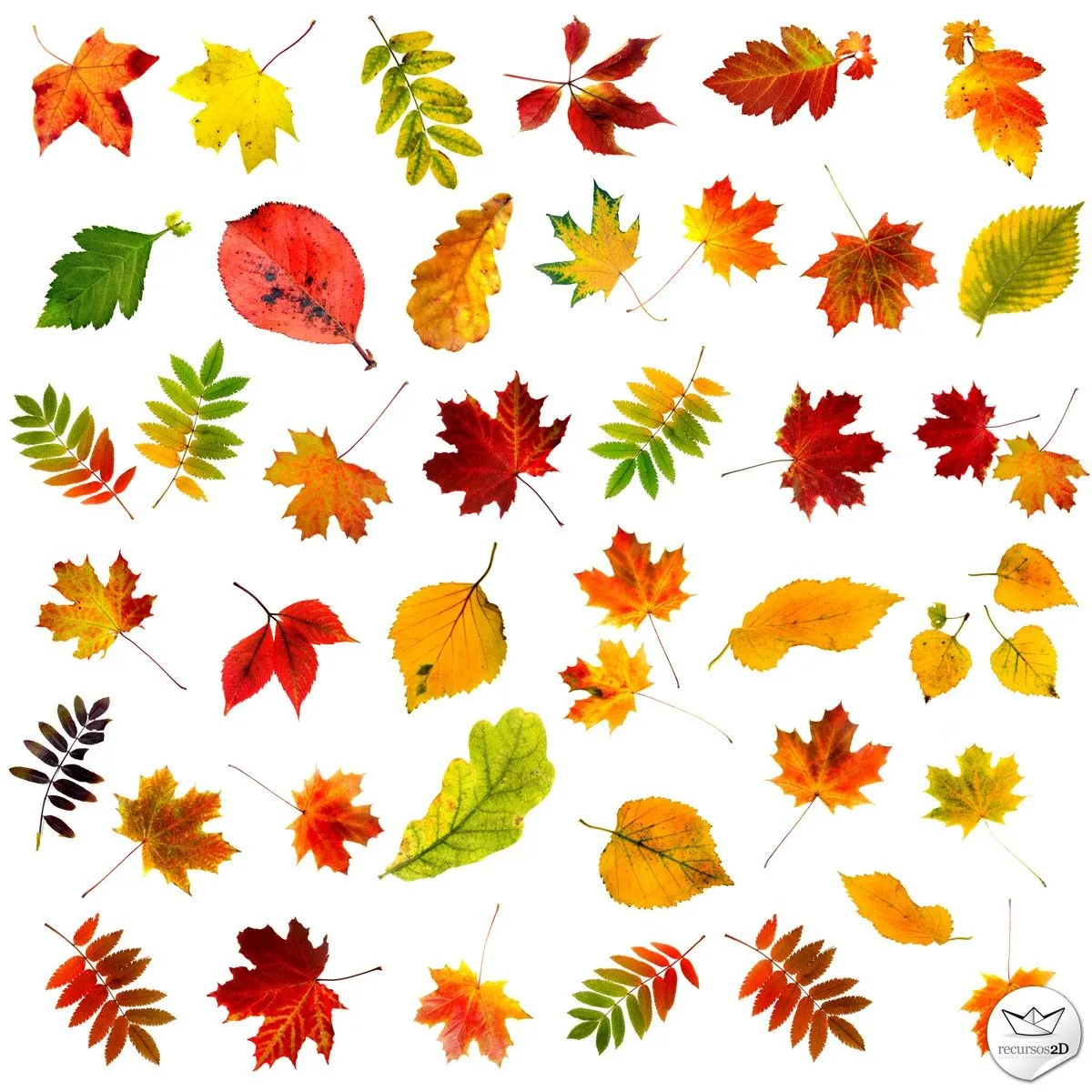 Hojas Otoñales de fondo transparente en PSD (Autumn Leaves with ...