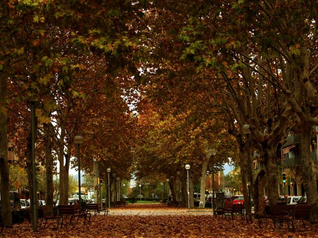 Hojas de Otoño