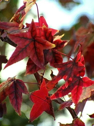 Hojas de otoño « La ventana de Ri