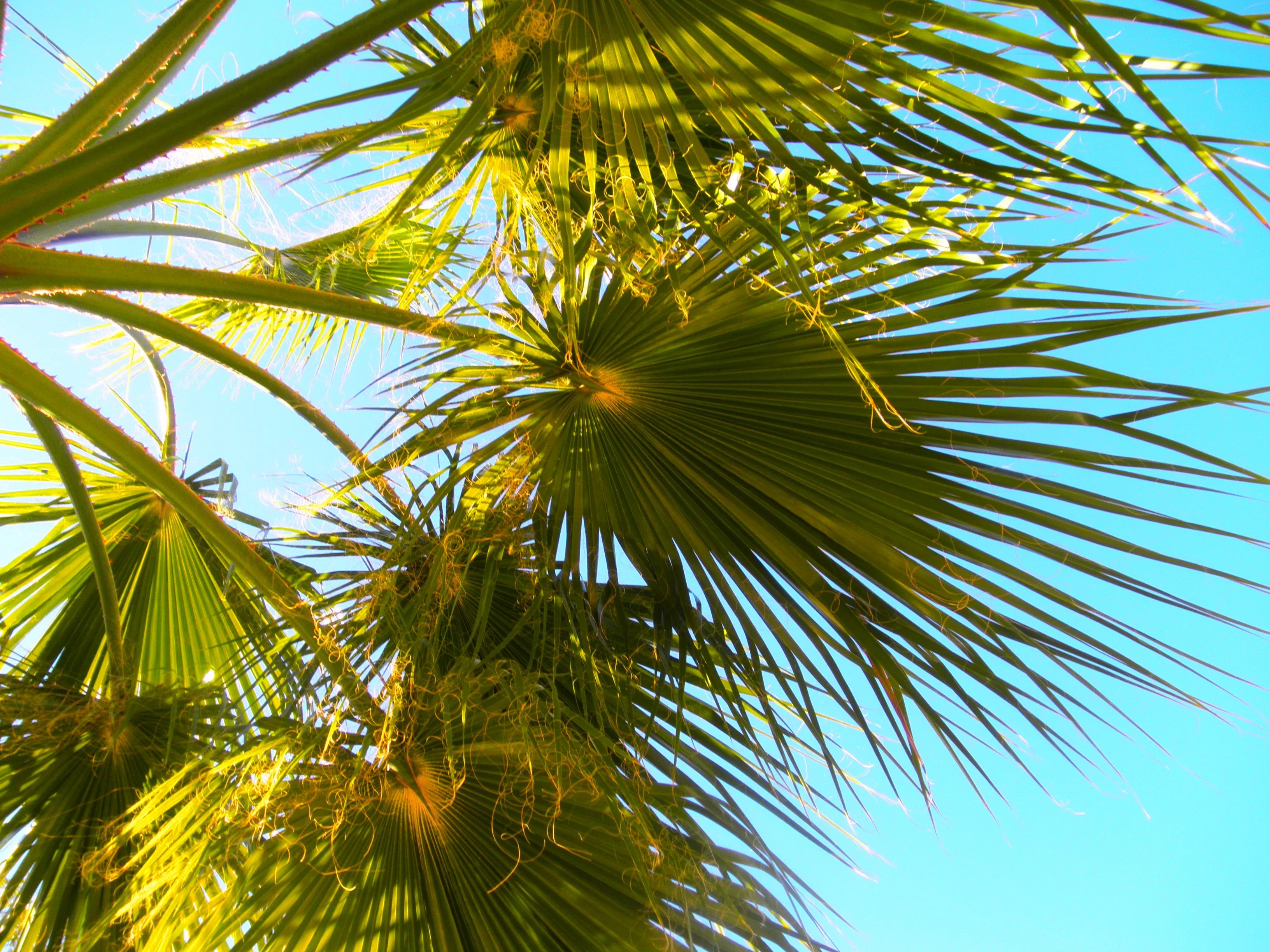 Hojas de palmera | fotos de Naturaleza