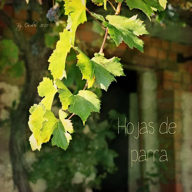 Hojas de parra | Flickr - Photo Sharing!