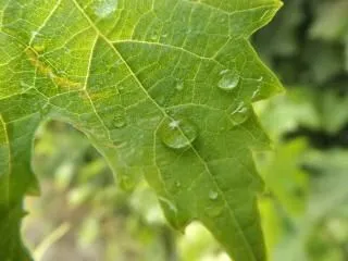 hojas de la uva sale de las gotas | Descargar Fotos gratis