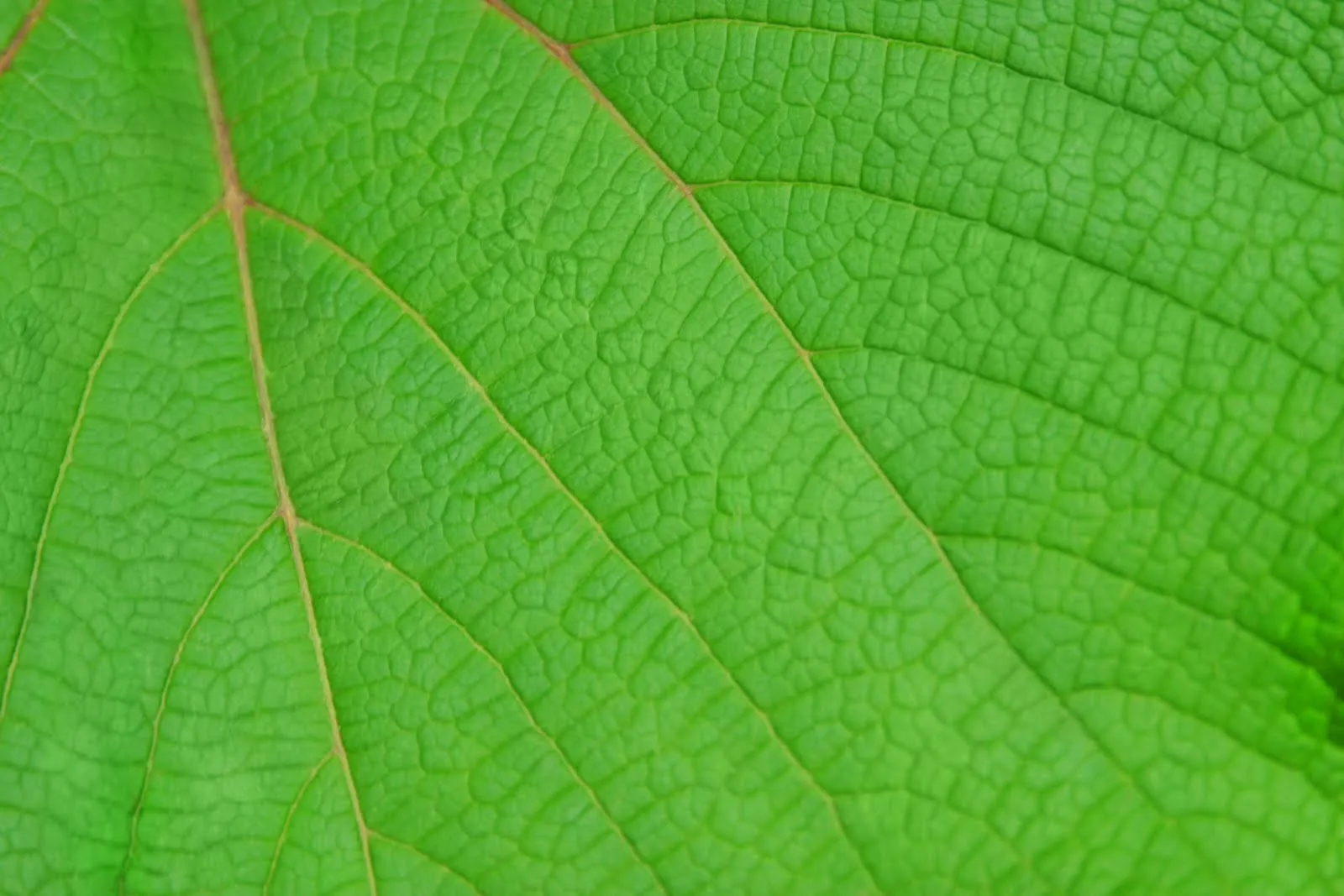 Hojas Verdes En Hd Pictures