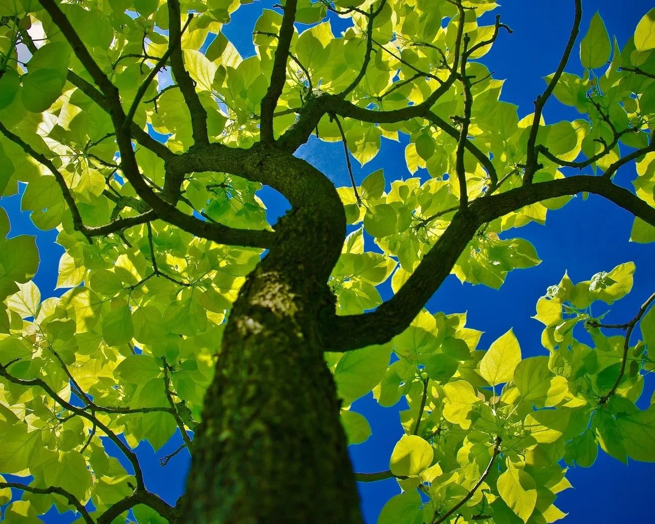 Hojas Verdes Wallpapers HD | Photofusionvirtual