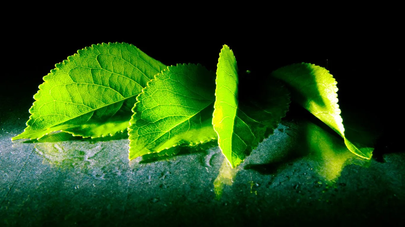 Hojas Verdes Wallpapers HD | Photofusionvirtual