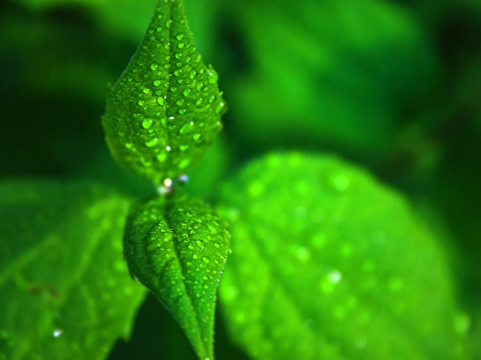 Hojas Verdes Wallpapers HD | Photofusionvirtual