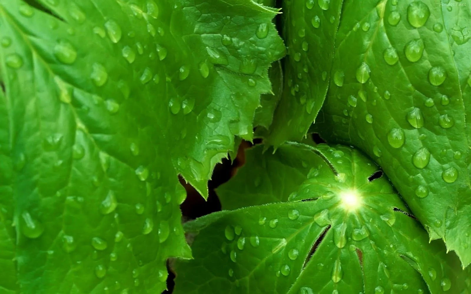 Hojas Verdes Wallpapers HD | Photofusionvirtual