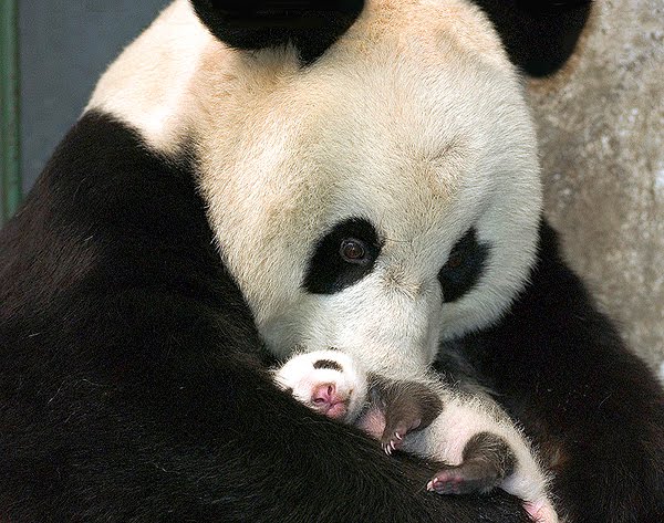 Hojas de vida: EL TIERNO OSO PANDA