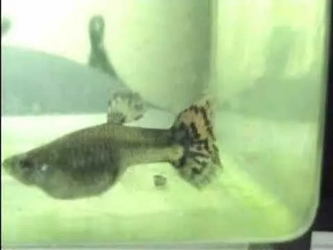 hola quiero comensar un pequeño criadero de peces economicos cual ...