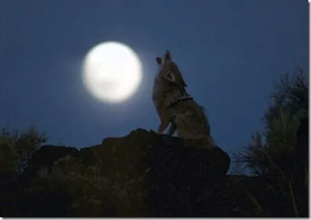 Hombre borracho multado por aullar como un lobo | Ronmocho 