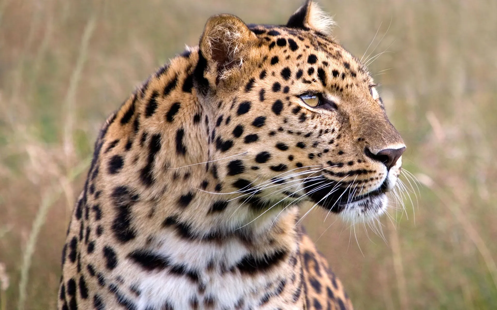 Hombre Leopardo de Amur Fauna Patrimonio Unido Wallpapers ...