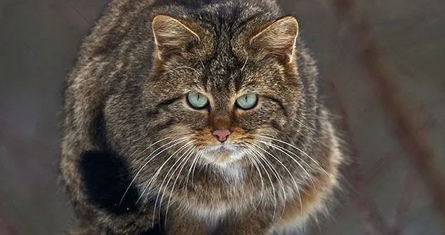 El hombre de neandertal comía gatos salvajes, entre otros ...