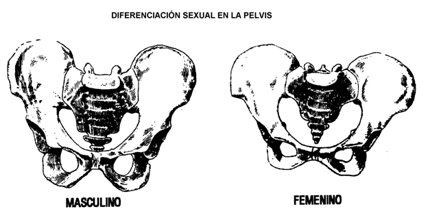 Hacia el hombre | Plusformación