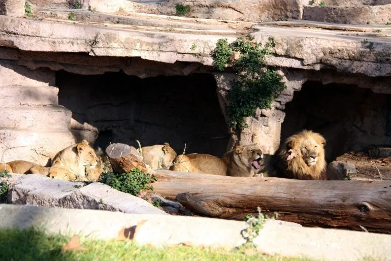 Un hombre se tira al foso de los leones en el Zoo de Barcelona ...